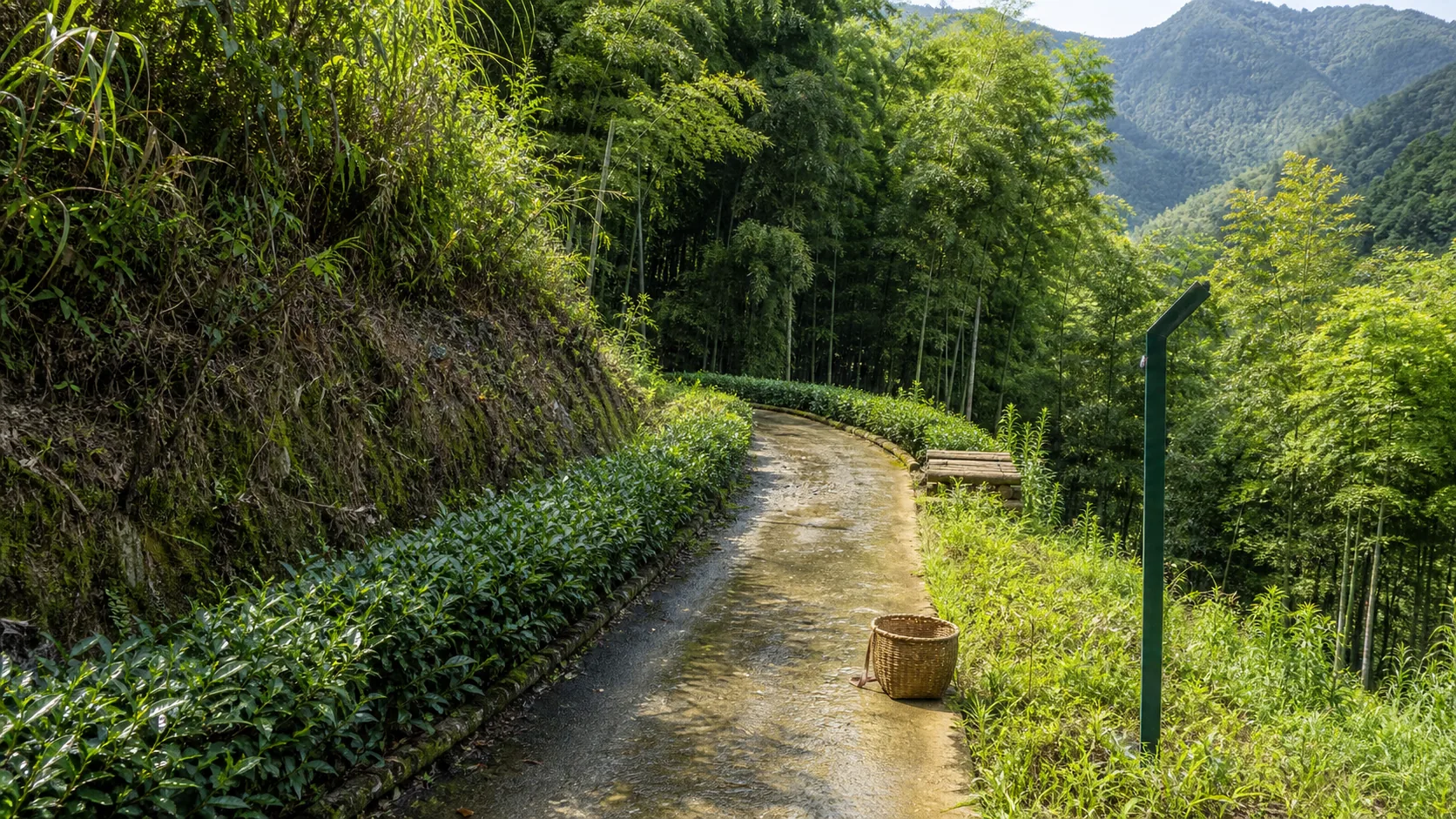 沿现有山路生长的茶带效果